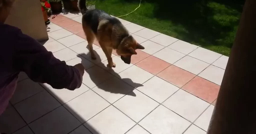 Divertida pelea de un perro contra su propia sombra - Entretenimiento - Emisora Juvenil