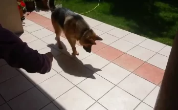 Divertida pelea de un perro contra su propia sombra - Entretenimiento - Emisora Juvenil