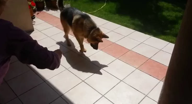 Divertida pelea de un perro contra su propia sombra - Entretenimiento - Emisora Juvenil