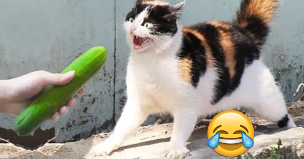 Porque los gatos le temen a los pepinos - Entretenimiento - Emisora Juvenil