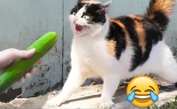 Porque los gatos le temen a los pepinos - Entretenimiento - Emisora Juvenil