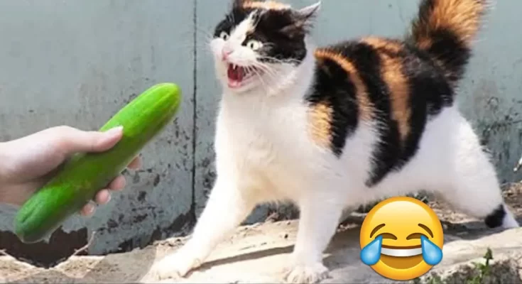 Porque los gatos le temen a los pepinos - Entretenimiento - Emisora Juvenil