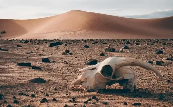 La Tierra Esta Agonizando Por Melissa Guilamo - Artículos Cristianos - Emisora Juvenil
